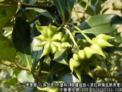 八角茴香图片_八角茴香的功效与作用