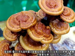 灵芝图片_灵芝的功效与作用