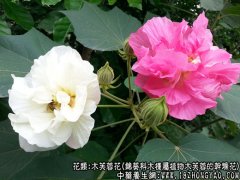 木芙蓉花图片_木芙蓉花的功效与作用