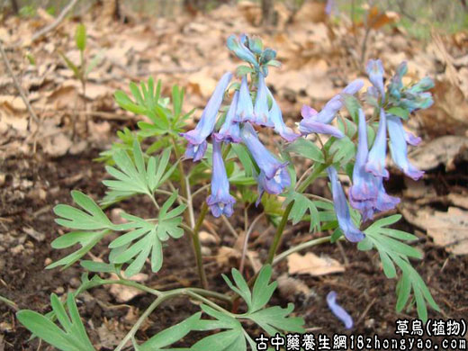 草乌的功效与作用及食用禁忌_草乌的图片