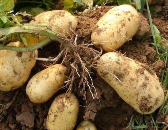 土豆的营养价值和功效作用