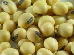 黄豆的功效与作用_黄豆的营养价值与相克相宜食物禁忌	