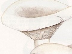 白乳菇的功效与作用_白乳菇图片