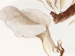 白树花的功效与作用_白树花图片