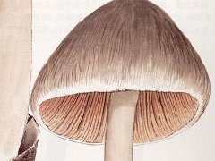 草菇的功效与作用_草菇图片