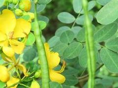 决明子的功效与作用_决明子图片(茳芒决明)
