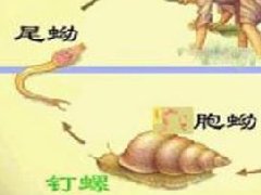 日本血吸虫病的症状临床表现_中医日本血吸虫病怎么办治疗