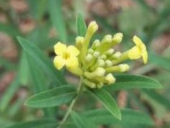黄芫花叶图片与黄芫花叶的功效作用