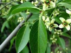 丝棉木图片与丝棉木的功效作用