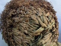 卷柏_卷柏的功效与作用