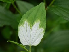 三白草的功效与作用_三白草图片