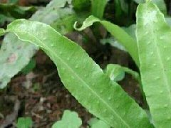 七星剑图片_七星剑的药用价值