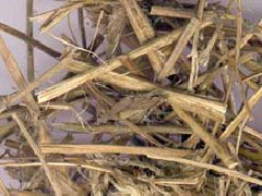 香薷_香薷的功效与作用
