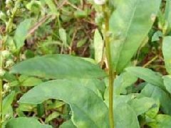 大田基黄_大田基黄的药用价值介绍