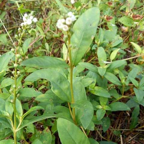 大田基黄的药用价值