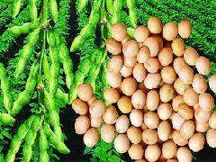 大豆_大豆的药用价值介绍