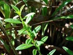 大金不换_大金不换的药用价值介绍
