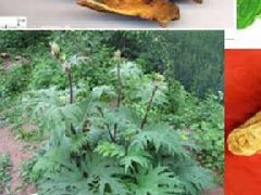 大黄_大黄的药用价值介绍