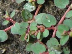 小飞扬草_小飞扬草的药用价值介绍