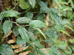 小毛蒌_小毛蒌的药用价值介绍