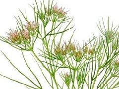 小茴香_小茴香的药用价值介绍
