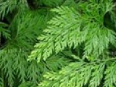 小野鸡尾_小野鸡尾的药用价值介绍