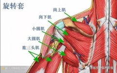 大圆肌及大圆肌腱下滑囊损伤是什么症状和表现用中医来解释