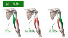 肱二头肌短头拉伤是什么症状和表现用中医来解释