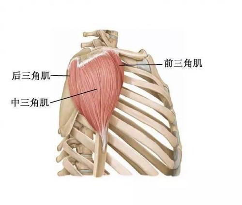 三角肌滑囊炎是什么症状和表现用中医来解释