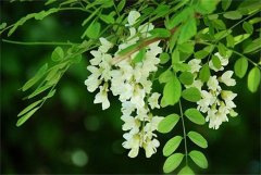 小槐花图片|小槐花的功效与作用