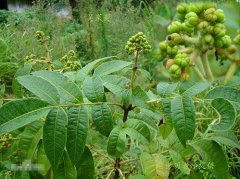 吴茱萸图片_吴茱萸的功效与作用