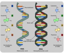 有的药物能抑制核酸代谢,那么核酸是一种什么物质呢?