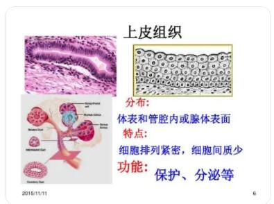 上皮组织有什么特点?可分几种?