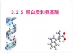 蛋白质在体内是怎样进行分解代谢的?