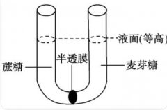 什么叫生物性半透膜?有什么生理意义?