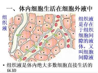 什么叫体液?体内各部分的体液是怎样进行交换的?