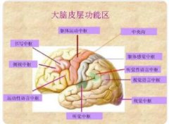 神经中枢的机能活动是怎样进行的?