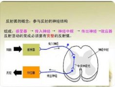 什么是身体的感受器?什么是效应器?