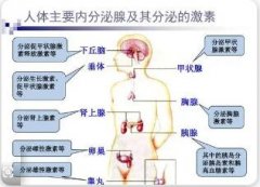 人体有哪些内分泌腺?各有什么功能?