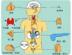 内分泌激素有哪些主要特征?