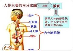 人体机能的体液性调节是怎样进行的?有哪些特点?