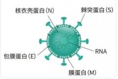 什么叫自家抗原?自家抗原是怎么形成的?