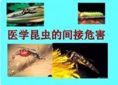 消灭医学昆虫有什么重要意义?