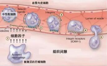 急性炎症的局部有哪些表现?这些变化是怎样产生的?