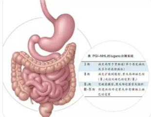 小肠分几部分?各部分的位置如何?"