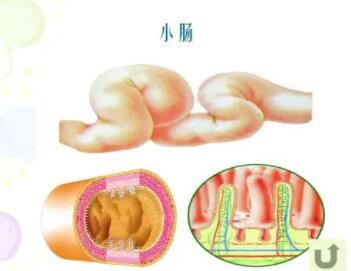 小肠运动是怎样进行的?有哪些消化作用?