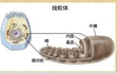 什么叫细胞呼吸?了解细胞呼吸有什么临床意义?