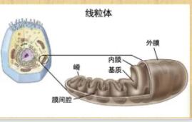 什么叫细胞呼吸?了解细胞呼吸有什么临床意义?