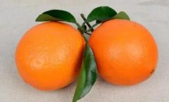 橙子的功效与作用_橙子图片