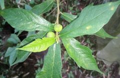 菱叶新樟_菱叶新樟图片